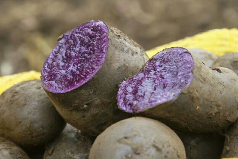 黑彩土豆黑金刚土豆，含花青素