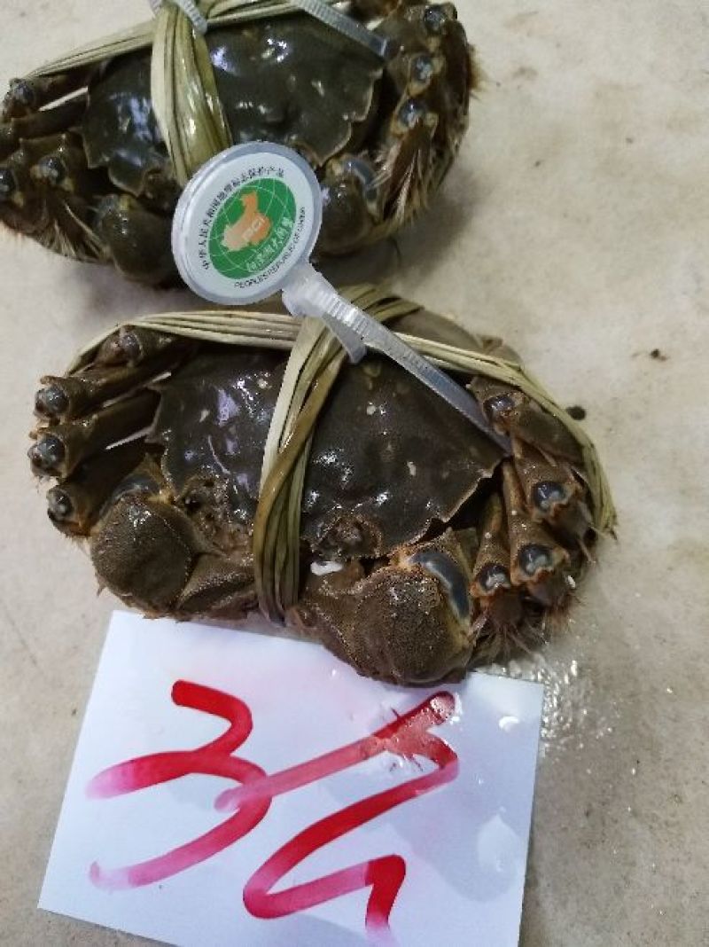 【精品】固城湖大闸蟹公蟹3.0两新鲜食用，质量保证