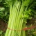 【今日推荐】芹菜山东芹菜新鲜芹菜现摘现发欢迎咨询