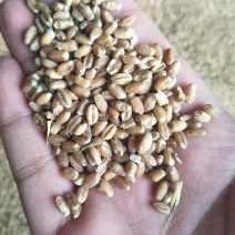 小麦12.5%以下