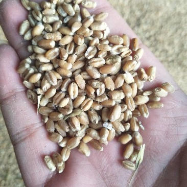 小麦12.5%以下