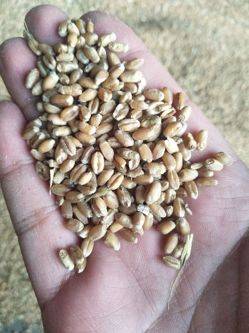 小麦12.5%以下