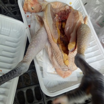 土鸡12月以上