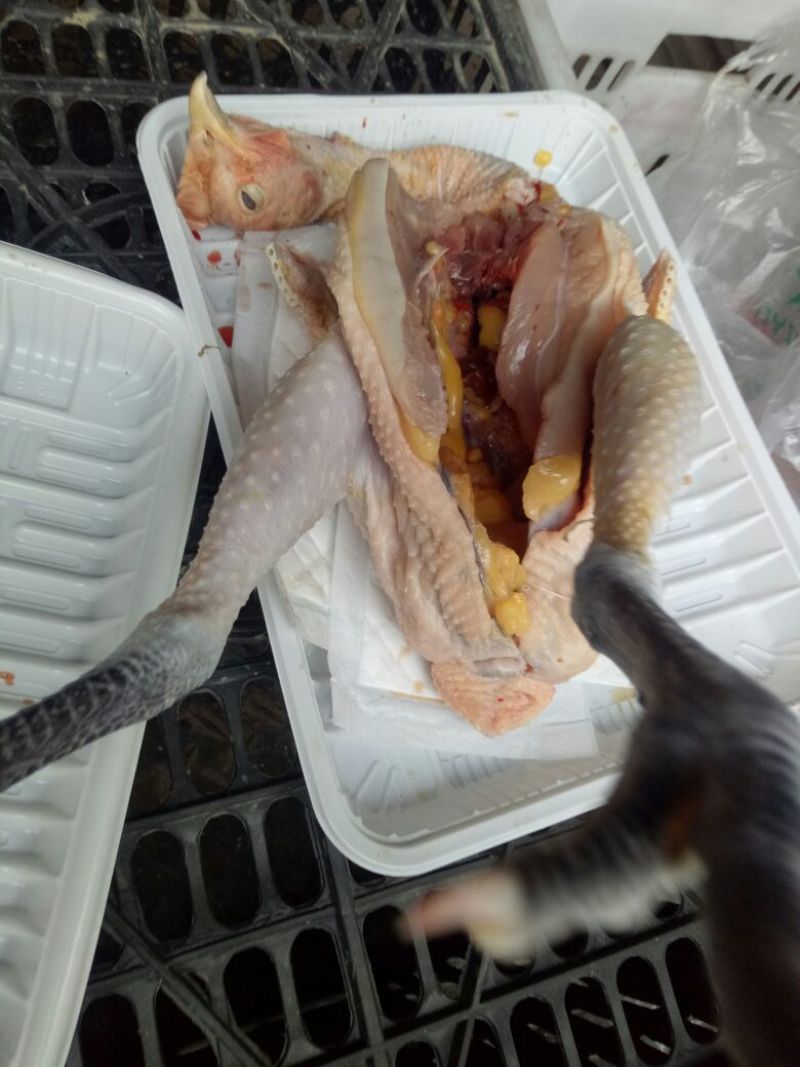 土鸡12月以上