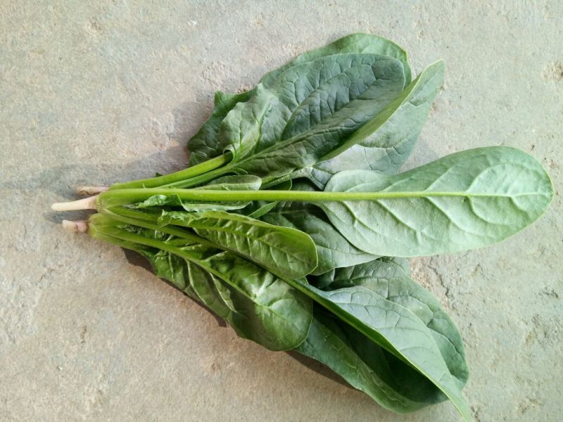 大叶菠菜20~25厘米