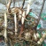 紫花三叉白芨干货稀有白芨无杂质货源充足价格美丽