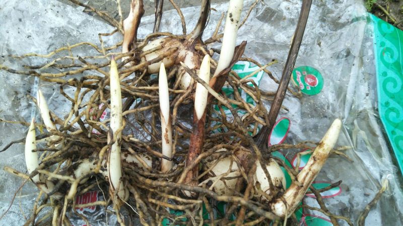 紫花三叉白芨干货稀有白芨无杂质货源充足价格美丽