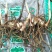 紫花三叉白芨干货稀有白芨无杂质货源充足价格美丽