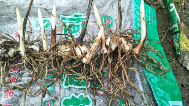 紫花三叉白芨干货稀有白芨无杂质货源充足价格美丽