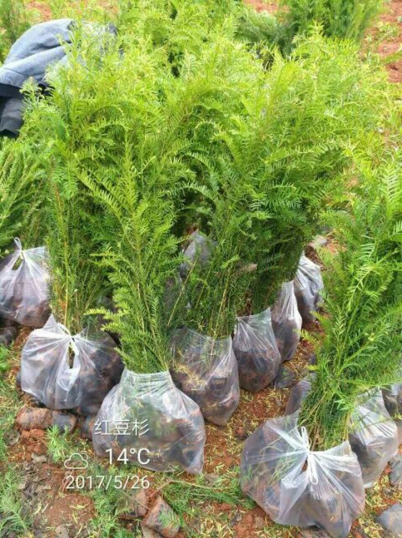 红花紫薇2~4cm3~3.5米1米以下
