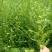 红花紫薇2~4cm3~3.5米1米以下