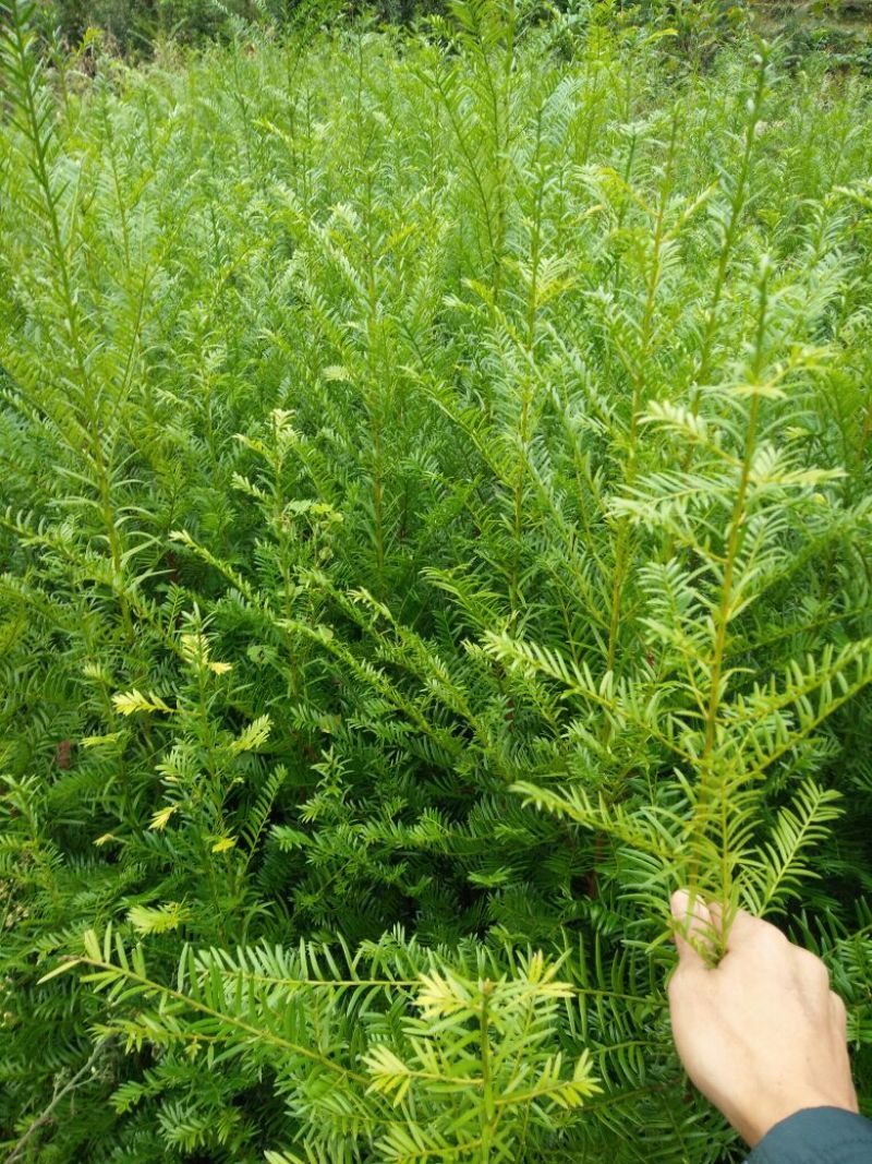 红花紫薇2~4cm3~3.5米1米以下