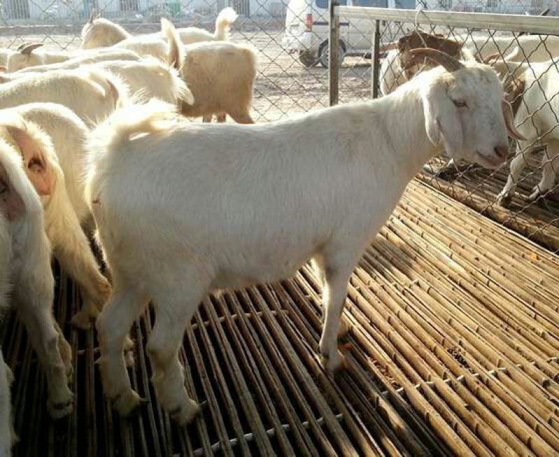 白山羊怀孕母羊价格大量出售支持视频挑选，全国包运输