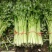 芹菜50cm以上
