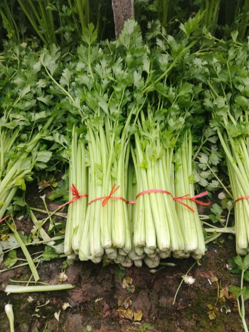 芹菜50cm以上