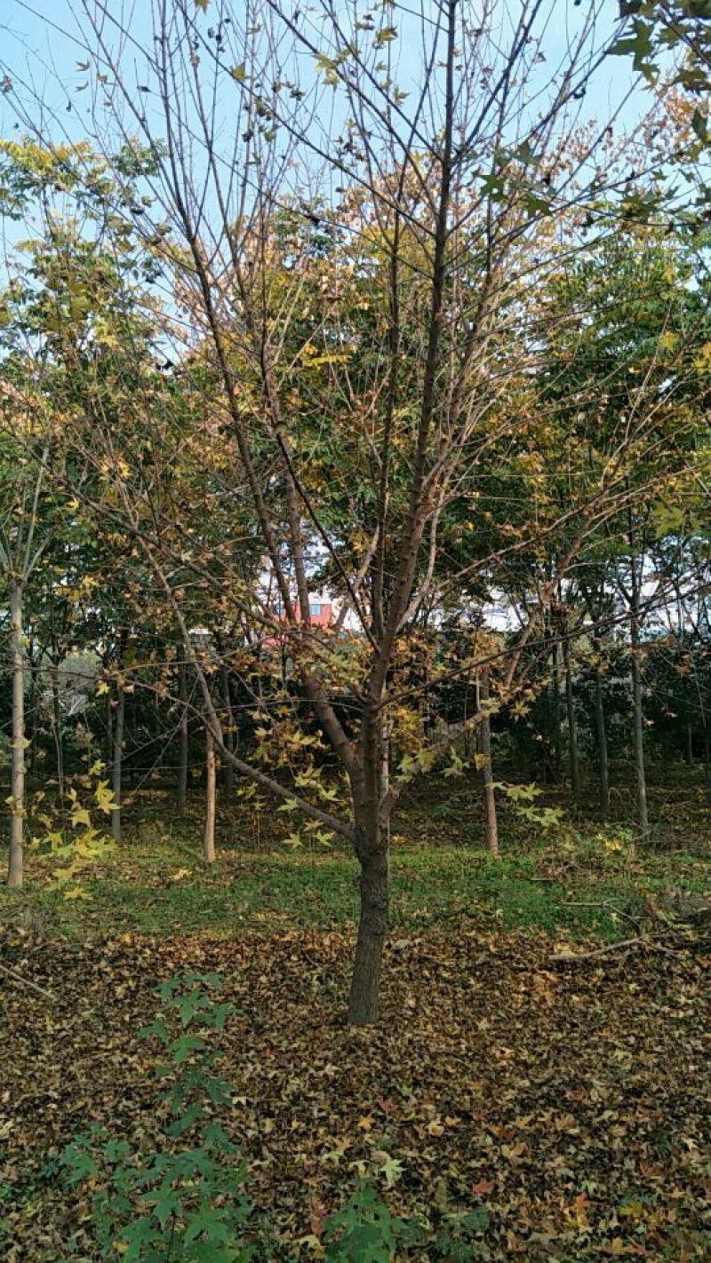 五角枫10~19cm