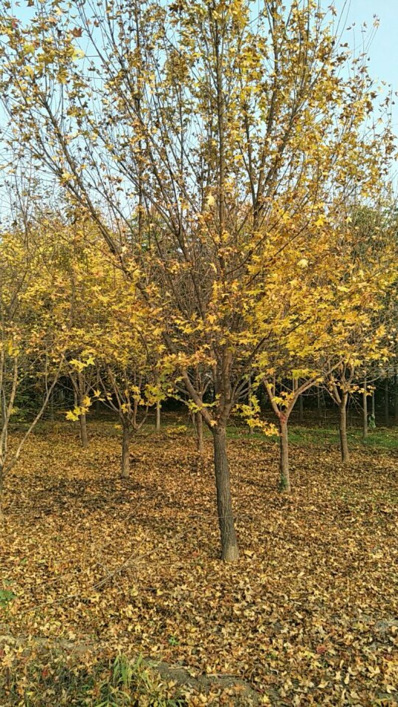 五角枫10~19cm