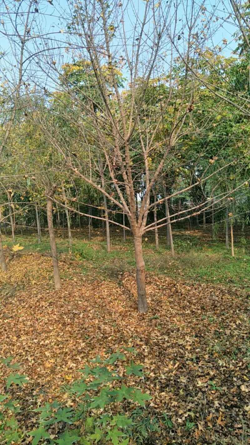 五角枫10~19cm