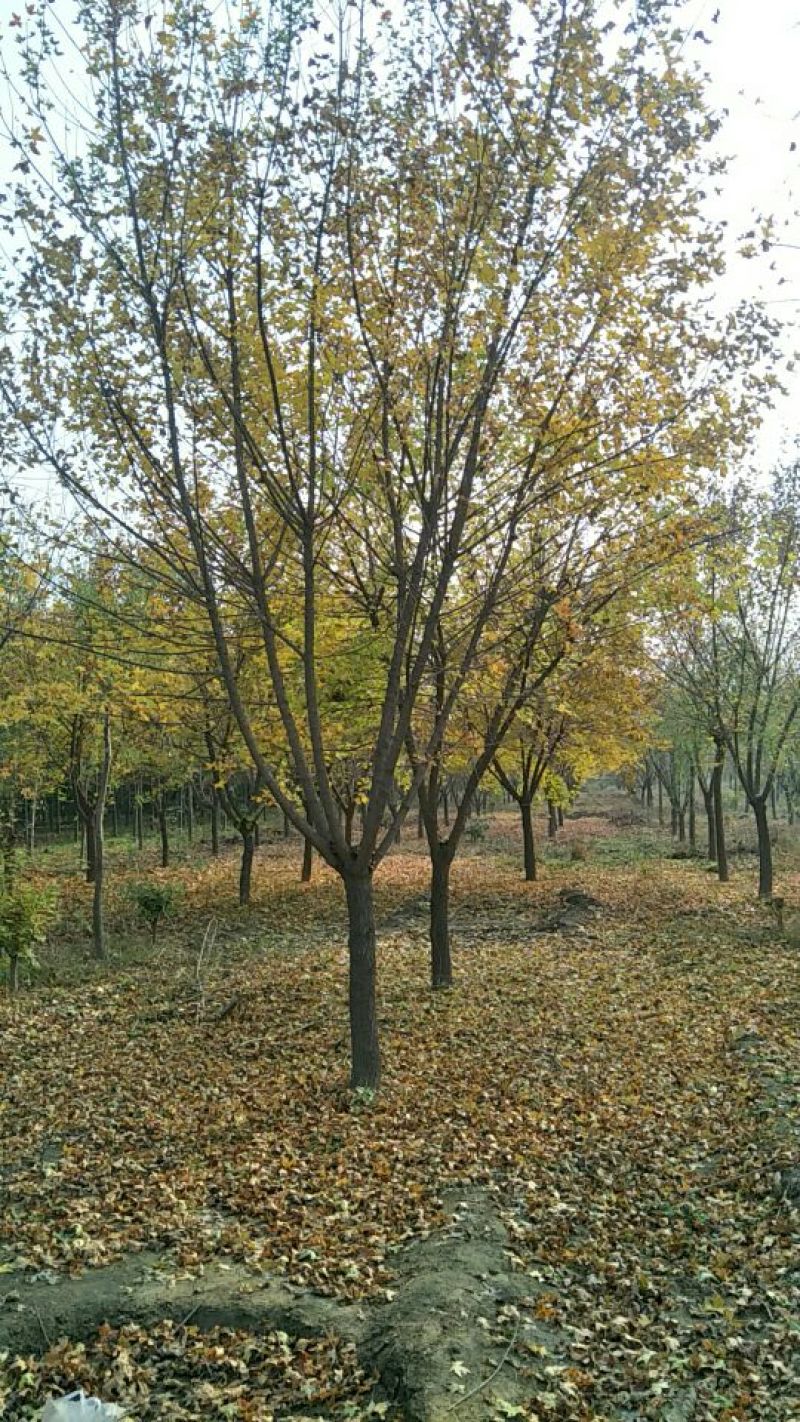 五角枫10~19cm