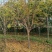 五角枫10~19cm