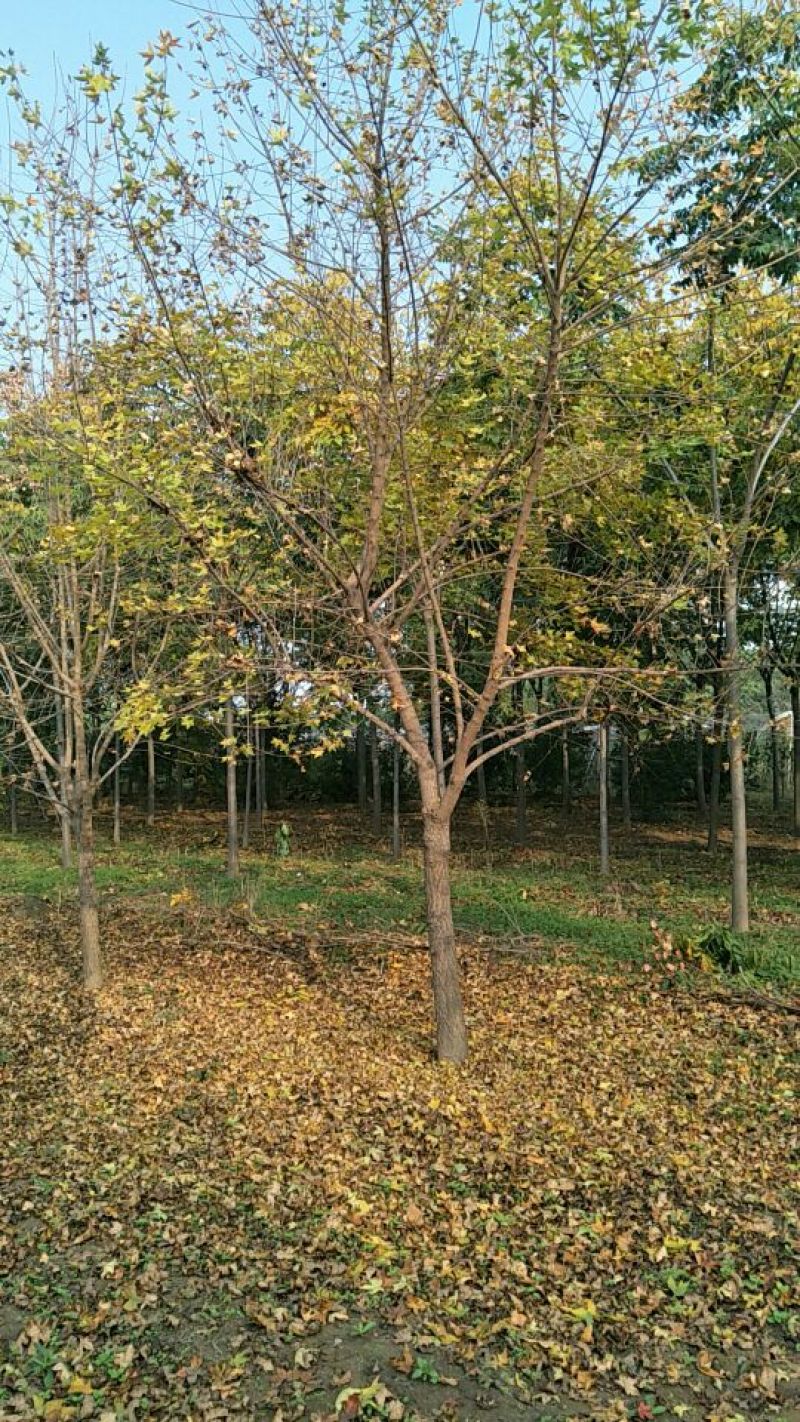 五角枫10~19cm