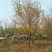 五角枫10~19cm