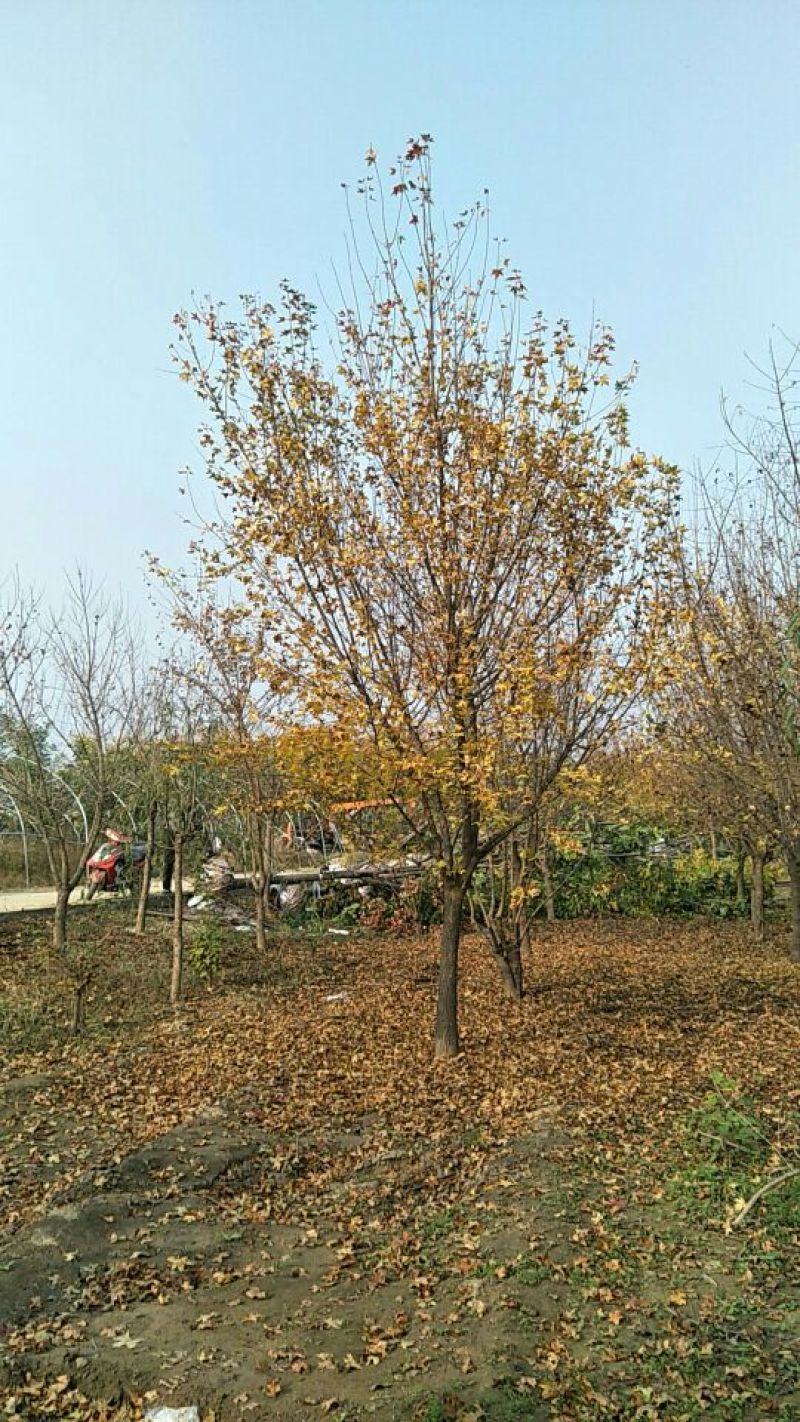 五角枫10~19cm