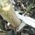 辽核1号核桃苗100~150cm二年苗