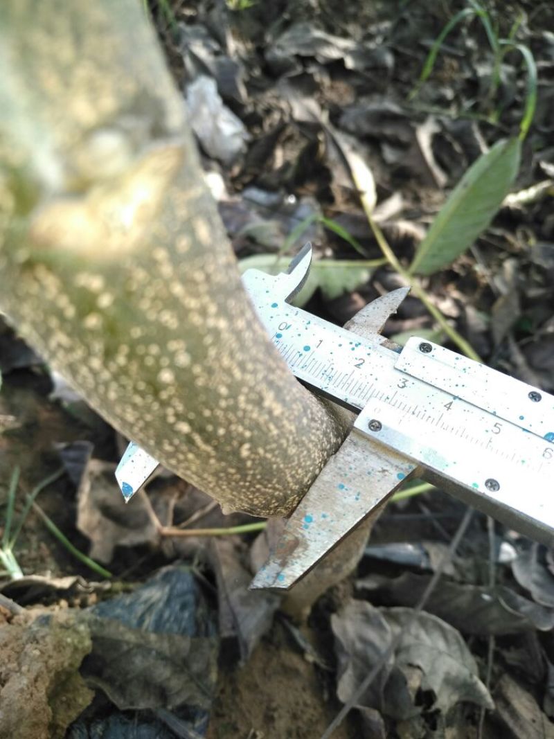 辽核1号核桃苗100~150cm二年苗