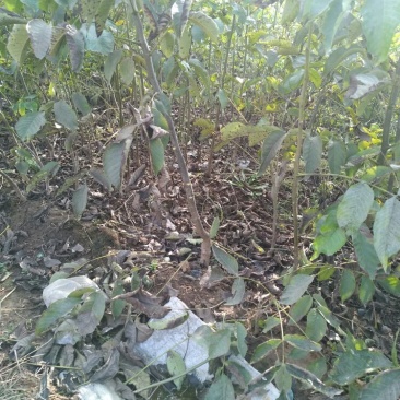 辽核1号核桃苗100~150cm二年苗
