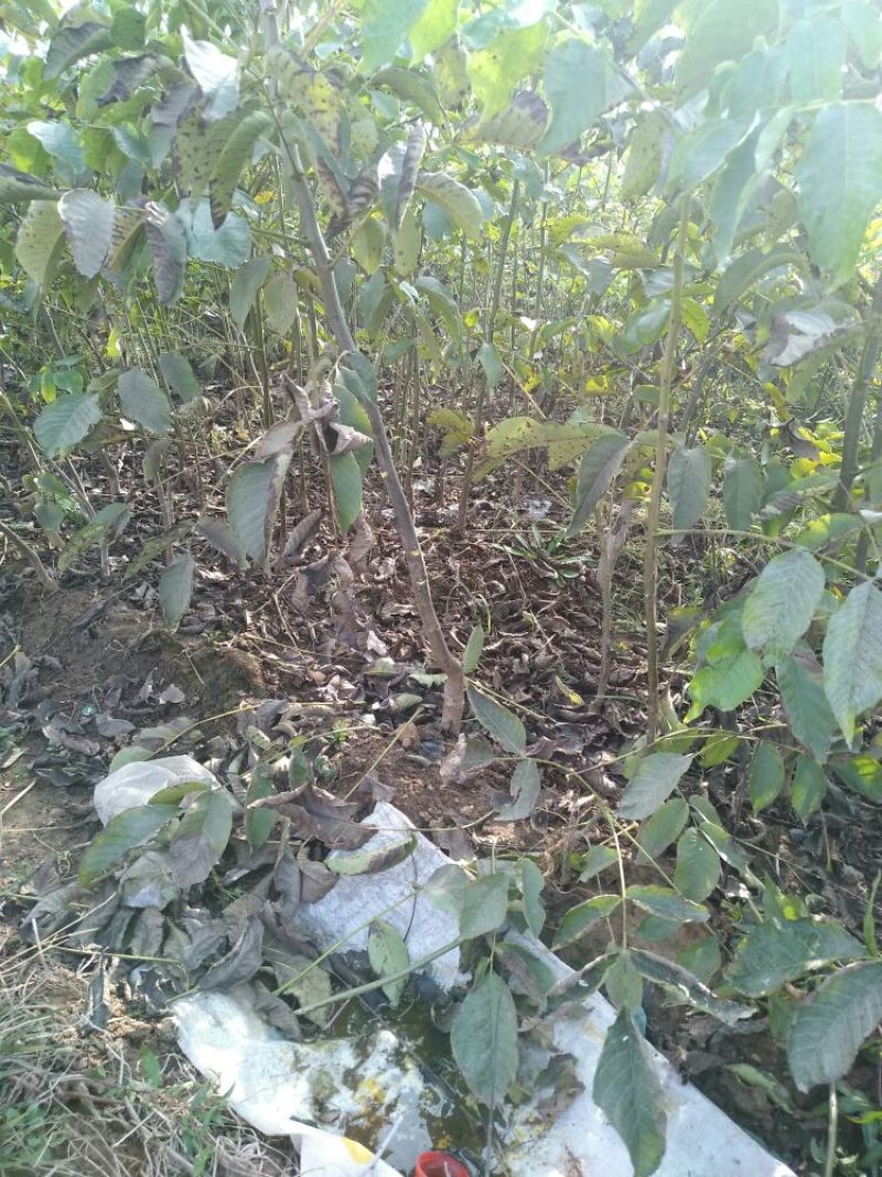 辽核1号核桃苗100~150cm二年苗
