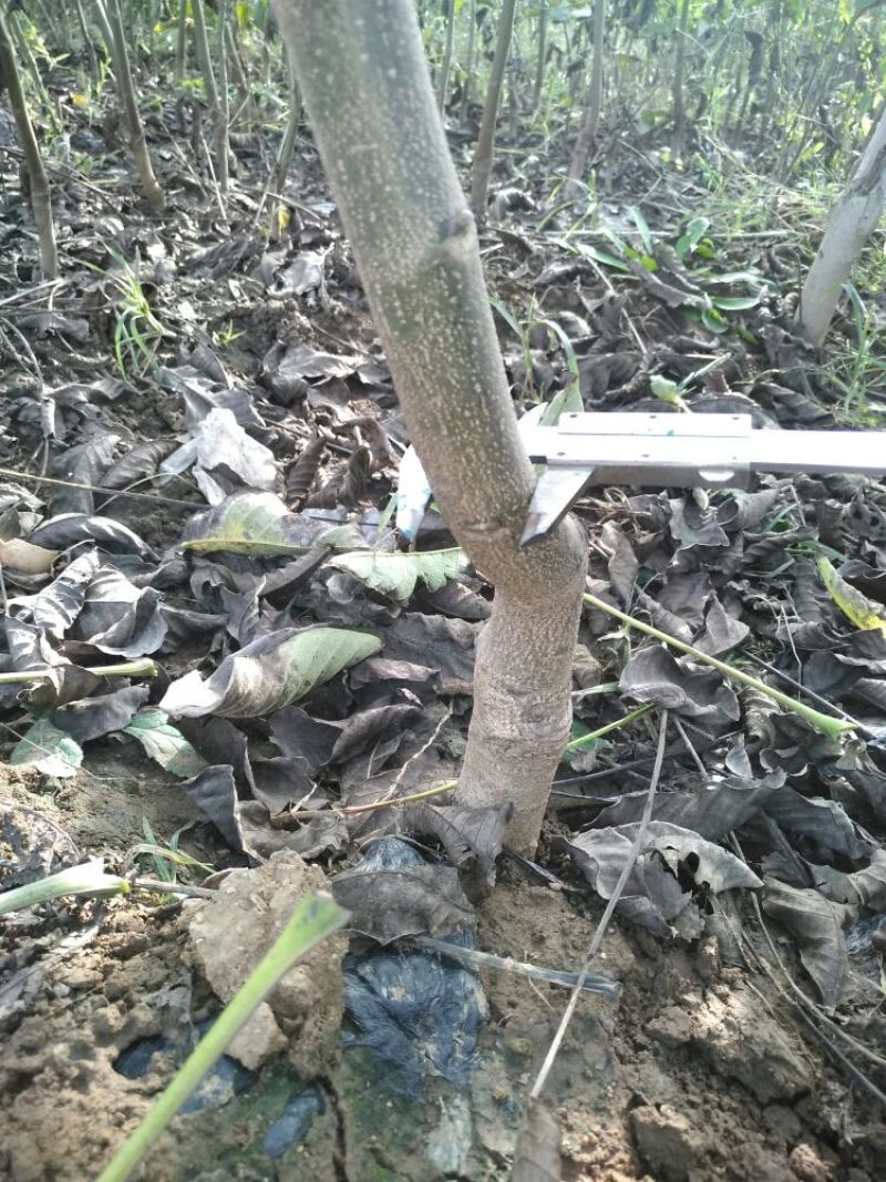 辽核1号核桃苗100~150cm二年苗