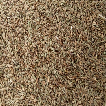 牛膝种子