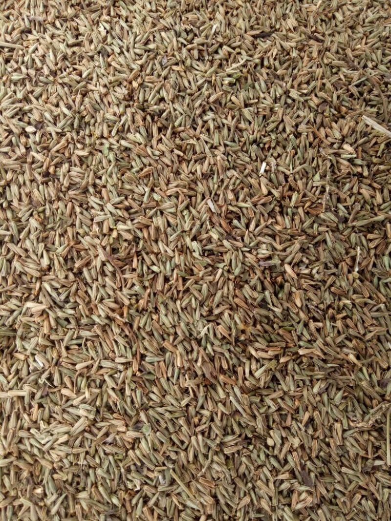 牛膝种子