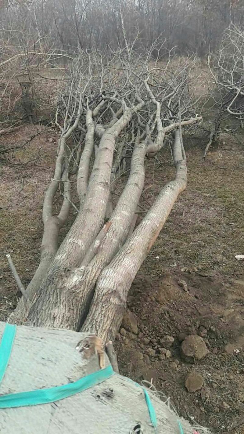 茶条槭10cm以下