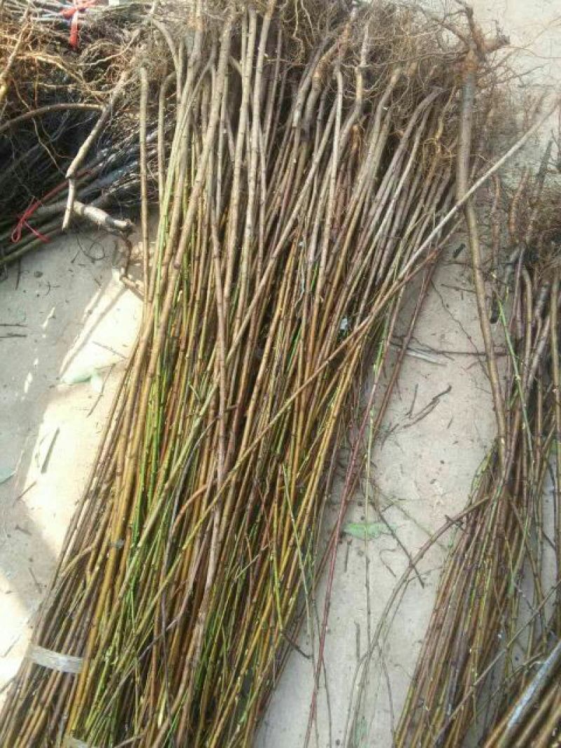 桃树苗雪桃冬桃水密桃油桃品种多价格最低