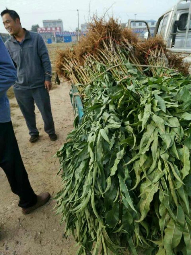 桃树苗雪桃冬桃水密桃油桃品种多价格最低