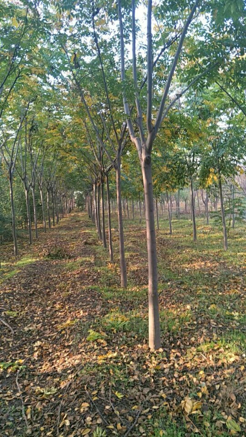 栾树16~18cm12~14cm4米以上