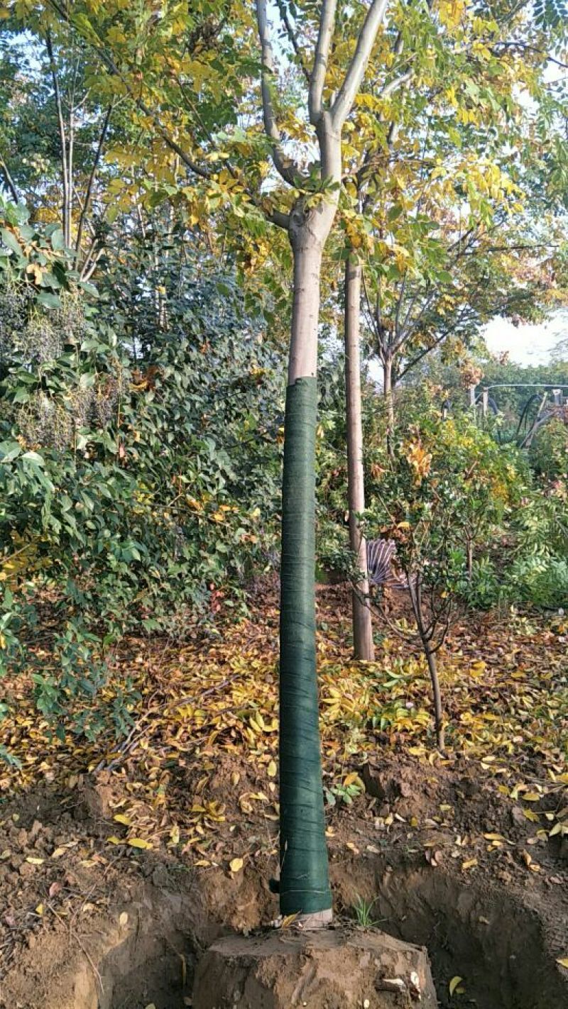 栾树16~18cm12~14cm4米以上