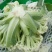 通许松花菜，万亩蔬菜基地直供，本代购团队实力雄厚，
