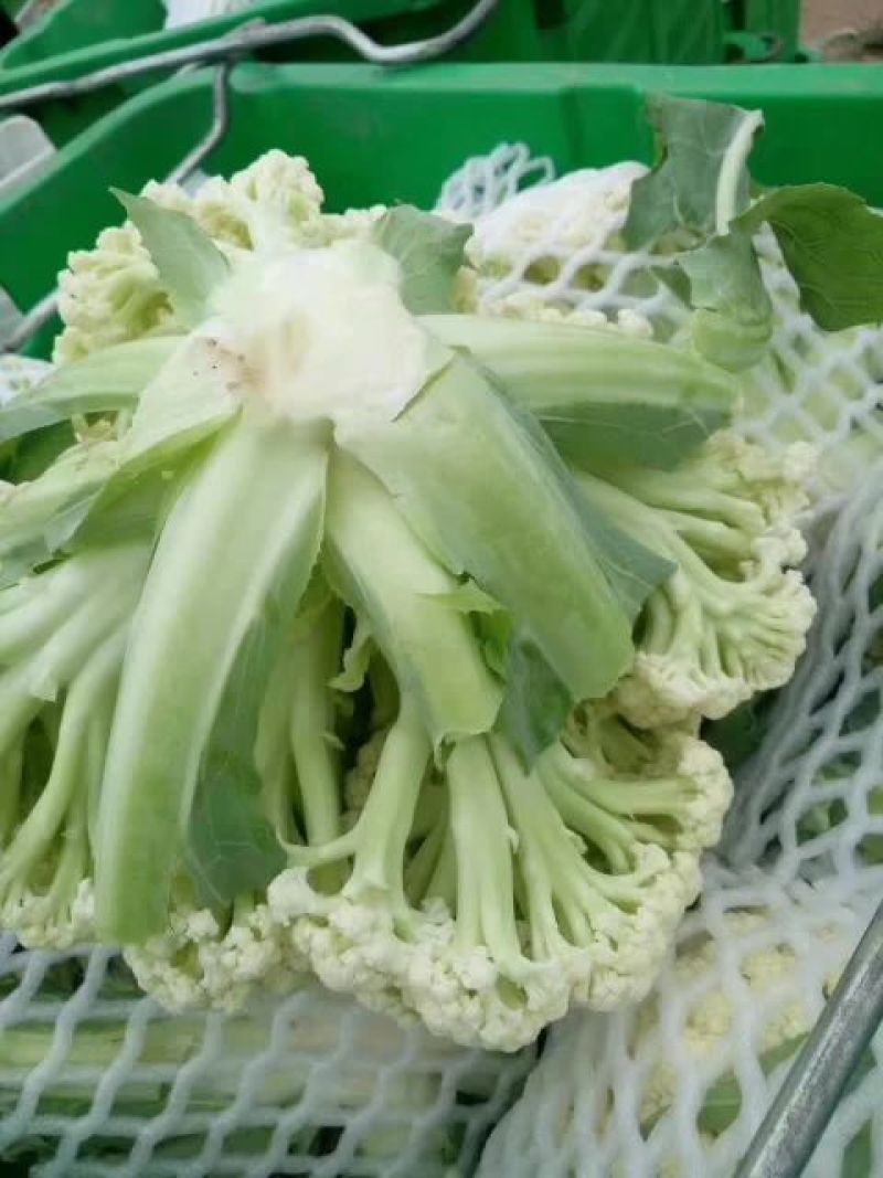 通许松花菜，万亩蔬菜基地直供，本代购团队实力雄厚，