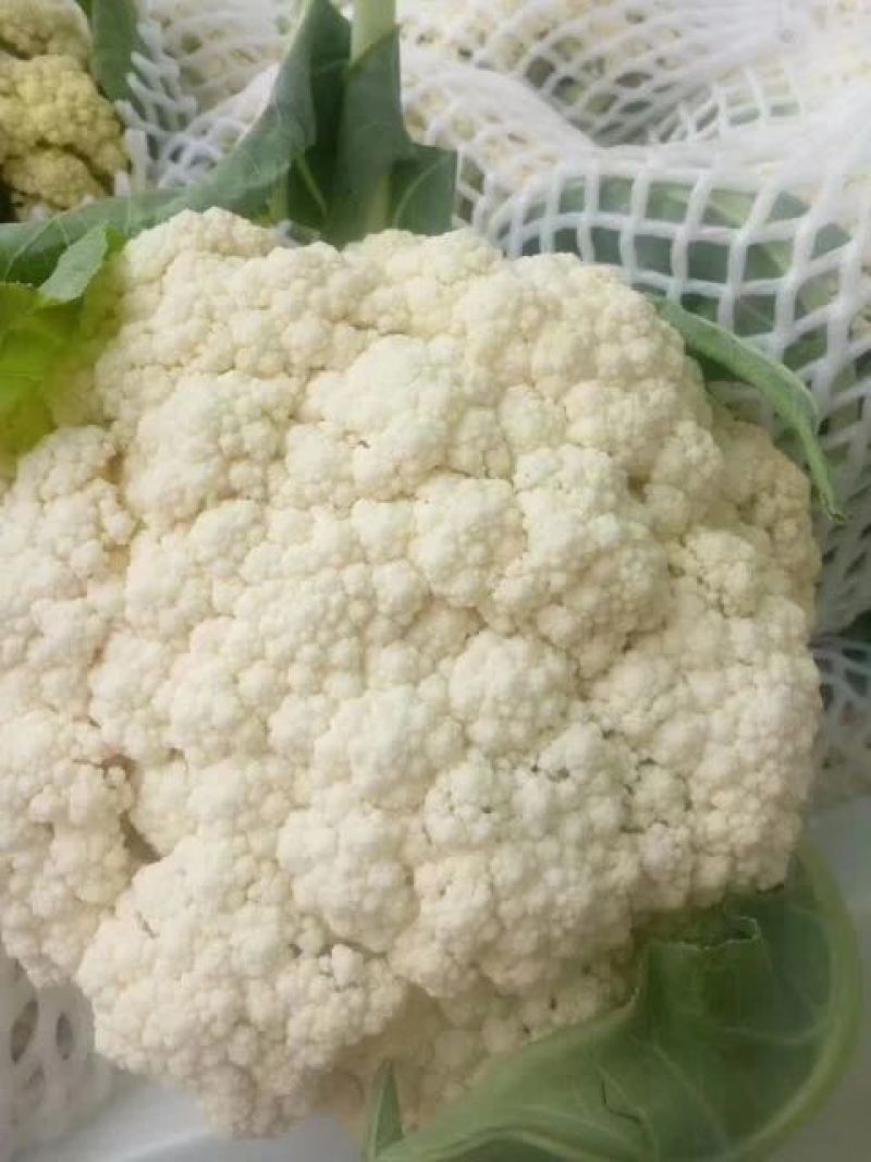 通许松花菜，万亩蔬菜基地直供，本代购团队实力雄厚，