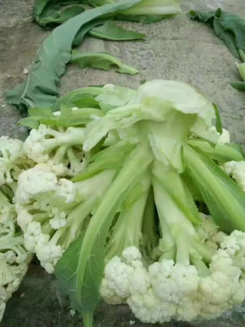 通许松花菜，万亩蔬菜基地直供，本代购团队实力雄厚，