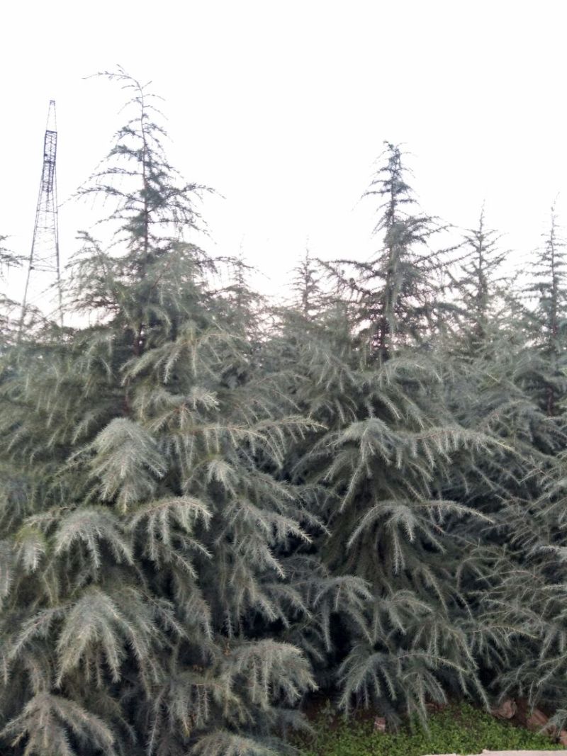雪松8~10cm