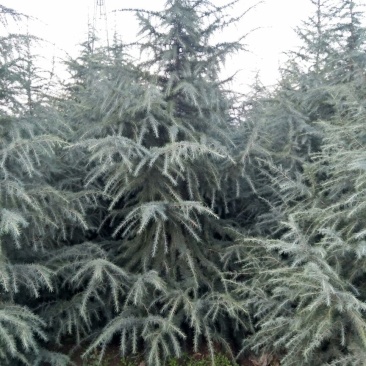 雪松8~10cm