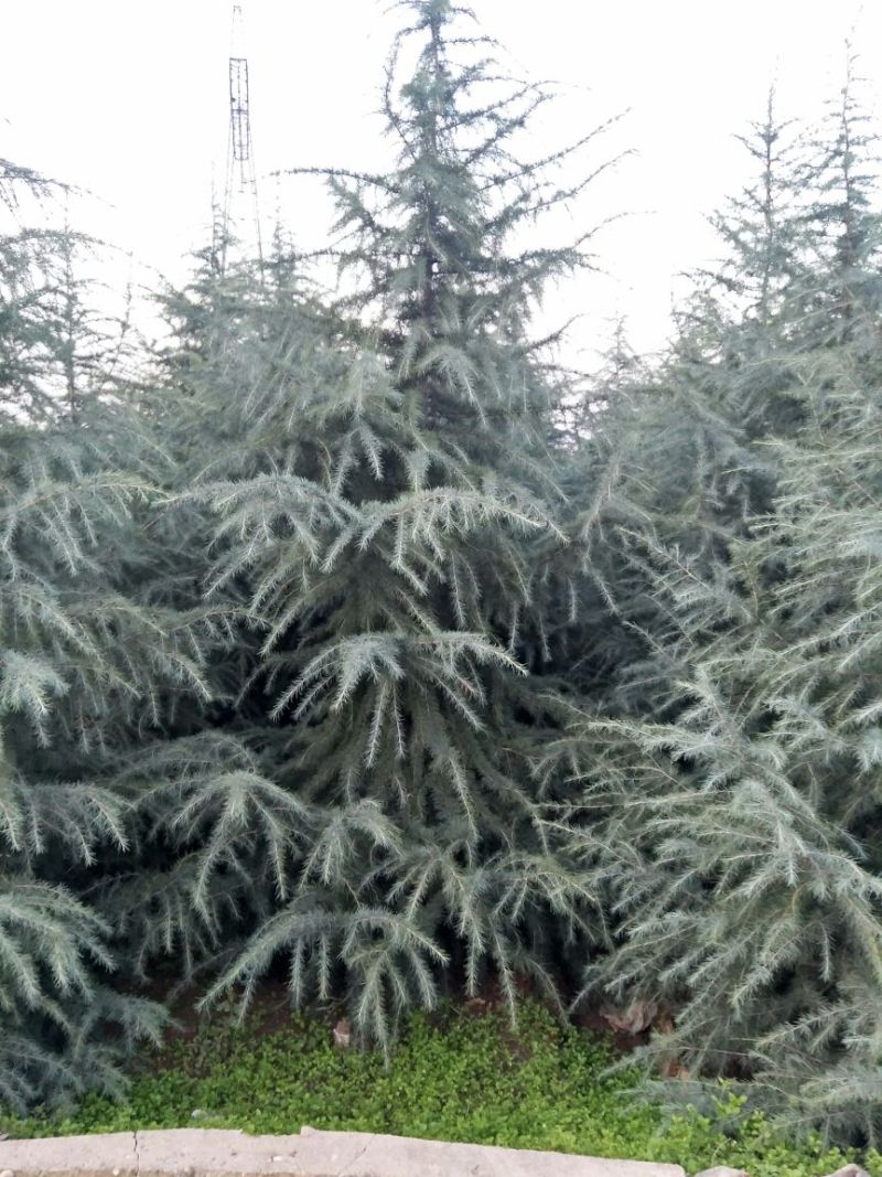 雪松8~10cm