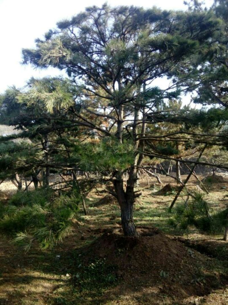 造型松14公分
