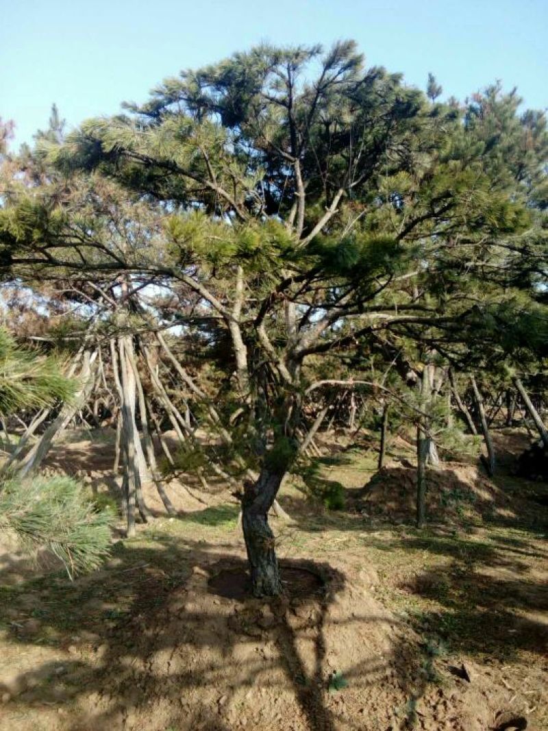 造型松14公分