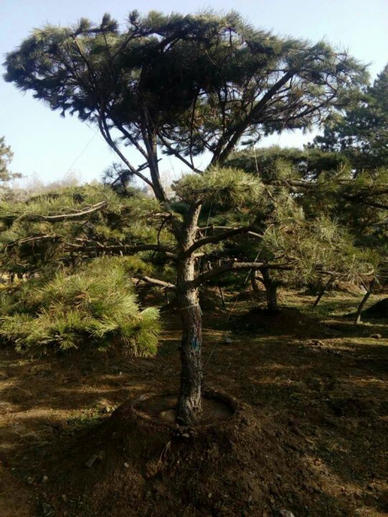 造型松14公分