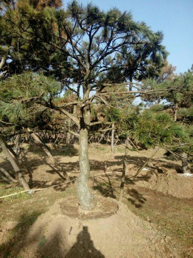 造型松14公分